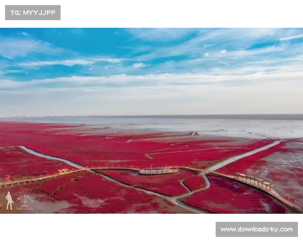 盘锦红海滩赛区游客接待量较日常增长300%吸引大量游客纷至沓来